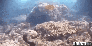  - Lustige Bilder | DEBESTE.de