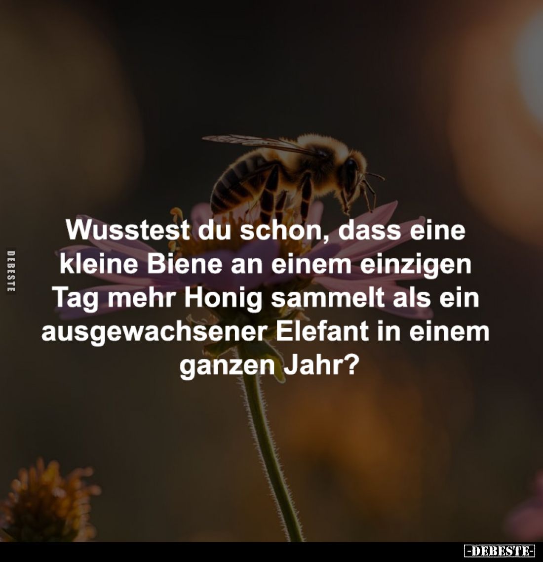 Wusstest du schon, dass eine 
kleine Biene an einem einzigen 
Tag mehr Honig sammelt als ein 
ausgewachsener Elefant in ei...