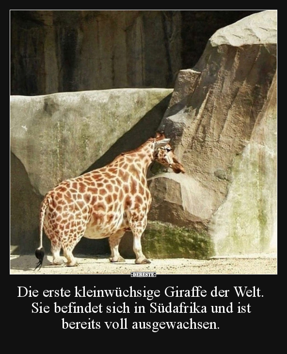 Die erste kleinwüchsige Giraffe der Welt.. - Lustige Bilder | DEBESTE.de