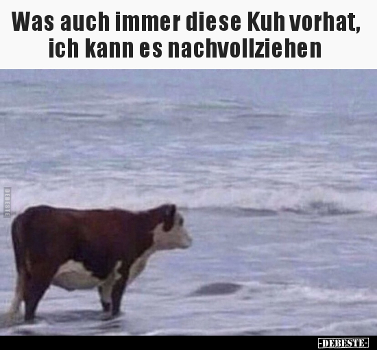 Was auch immer diese Kuh vorhat, ich kann es.. - Lustige Bilder | DEBESTE.de