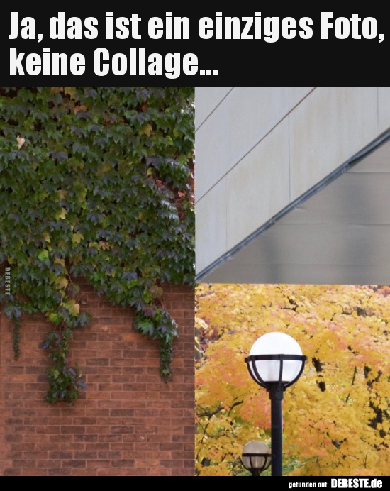 Ja, das ist ein einziges Foto, keine Collage... - Lustige Bilder | DEBESTE.de