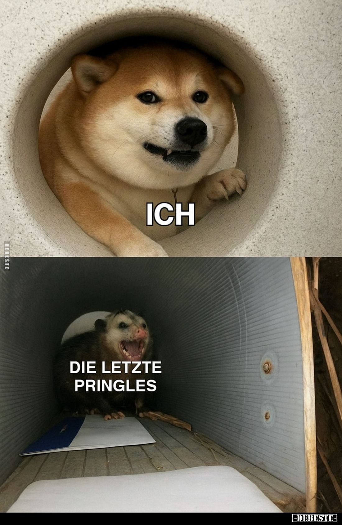ICH
-
DIE LETZTE PRINGLES