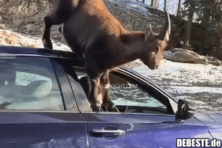 Trotzdem kein Dodge...