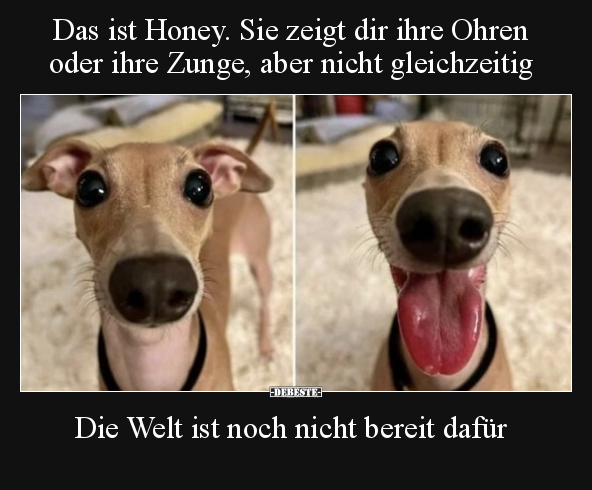 Das ist Honey. Sie zeigt dir ihre Ohren oder ihre Zunge.. - Lustige Bilder | DEBESTE.de