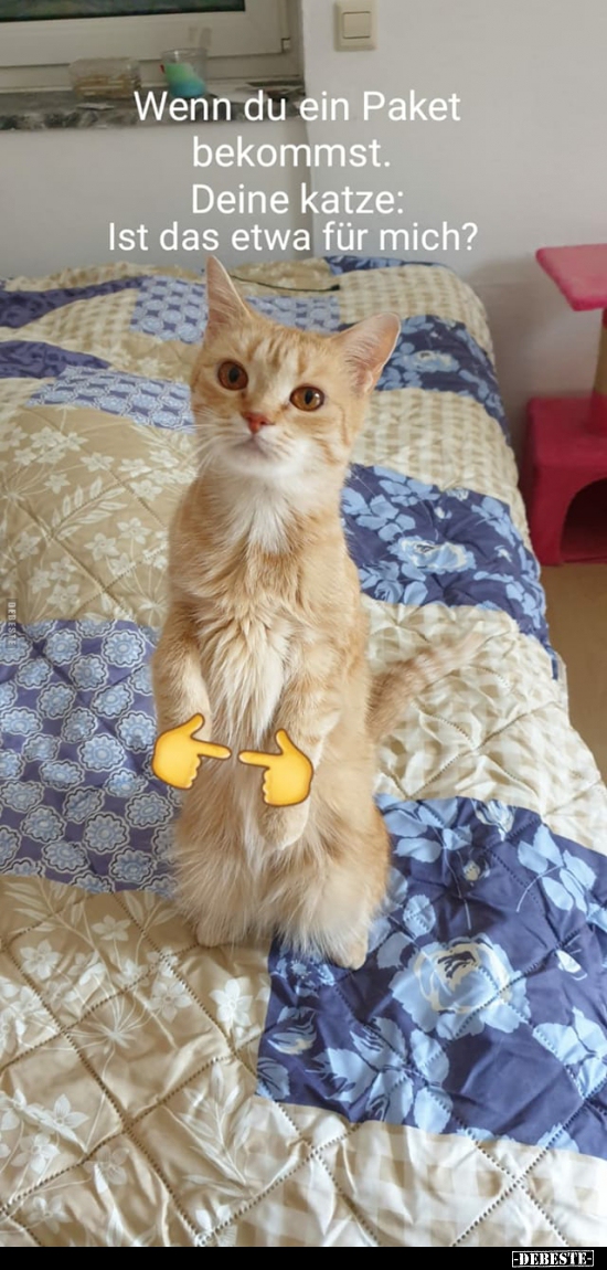 Wenn du ein Paket bekommst. Deine Katze..