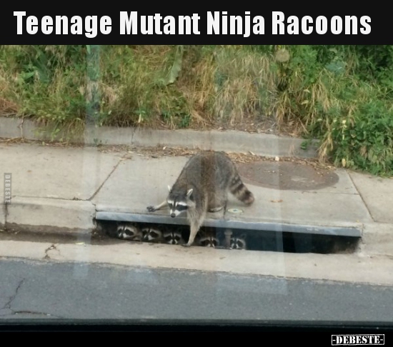Teenage Mutant Ninja Racoons.. - Lustige Bilder | DEBESTE.de