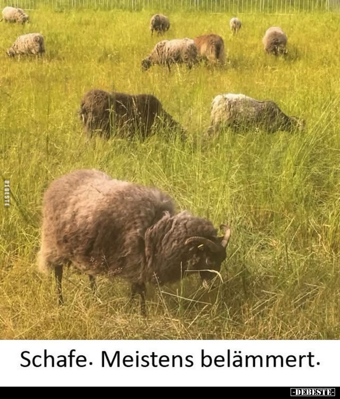 Schafe. Meistens belämmert.