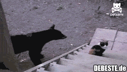 Der König des Waldes :]