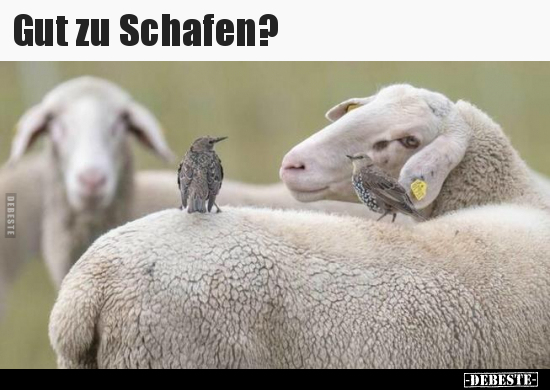 Gut zu Schafen?.. - Lustige Bilder | DEBESTE.de
