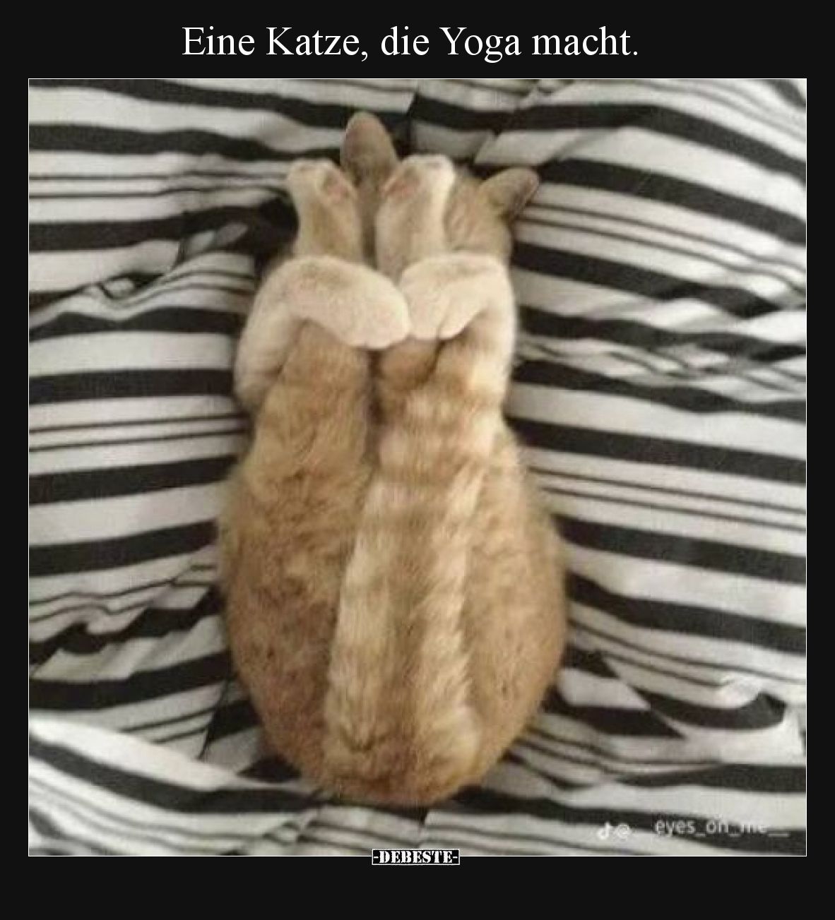 Eine Katze, die Yoga macht... - Lustige Bilder | DEBESTE.de