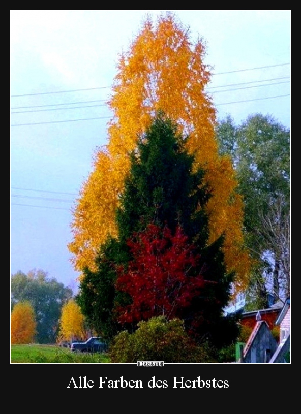 Alle Farben des Herbstes.. - Lustige Bilder | DEBESTE.de