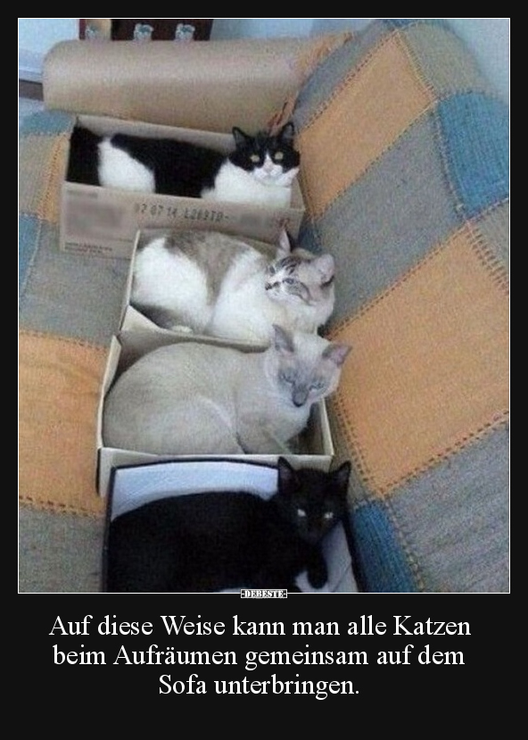 Katzen, Sofa