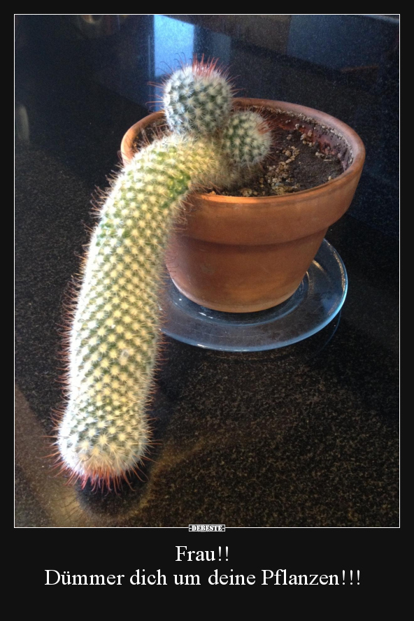 Frau!! Dümmer dich um deine Pflanzen!!!..