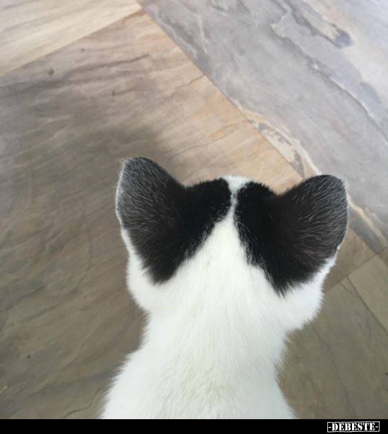  - Lustige Bilder | DEBESTE.de