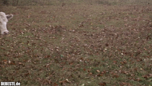  - Lustige Bilder | DEBESTE.de