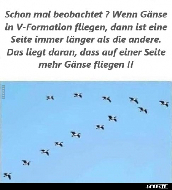 Schon mal beobachtet? Wenn Gänse in V-Formation fliegen.. - Lustige Bilder | DEBESTE.de