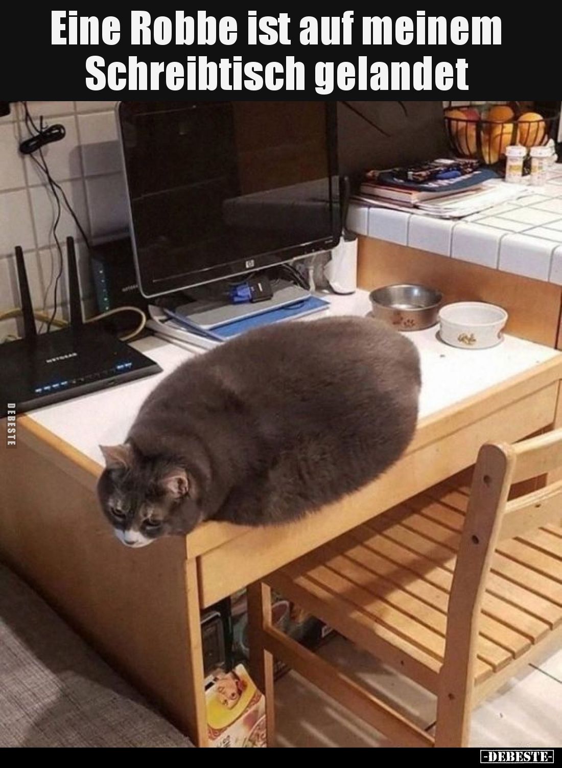 Eine Robbe ist auf meinem Schreibtisch gelandet.