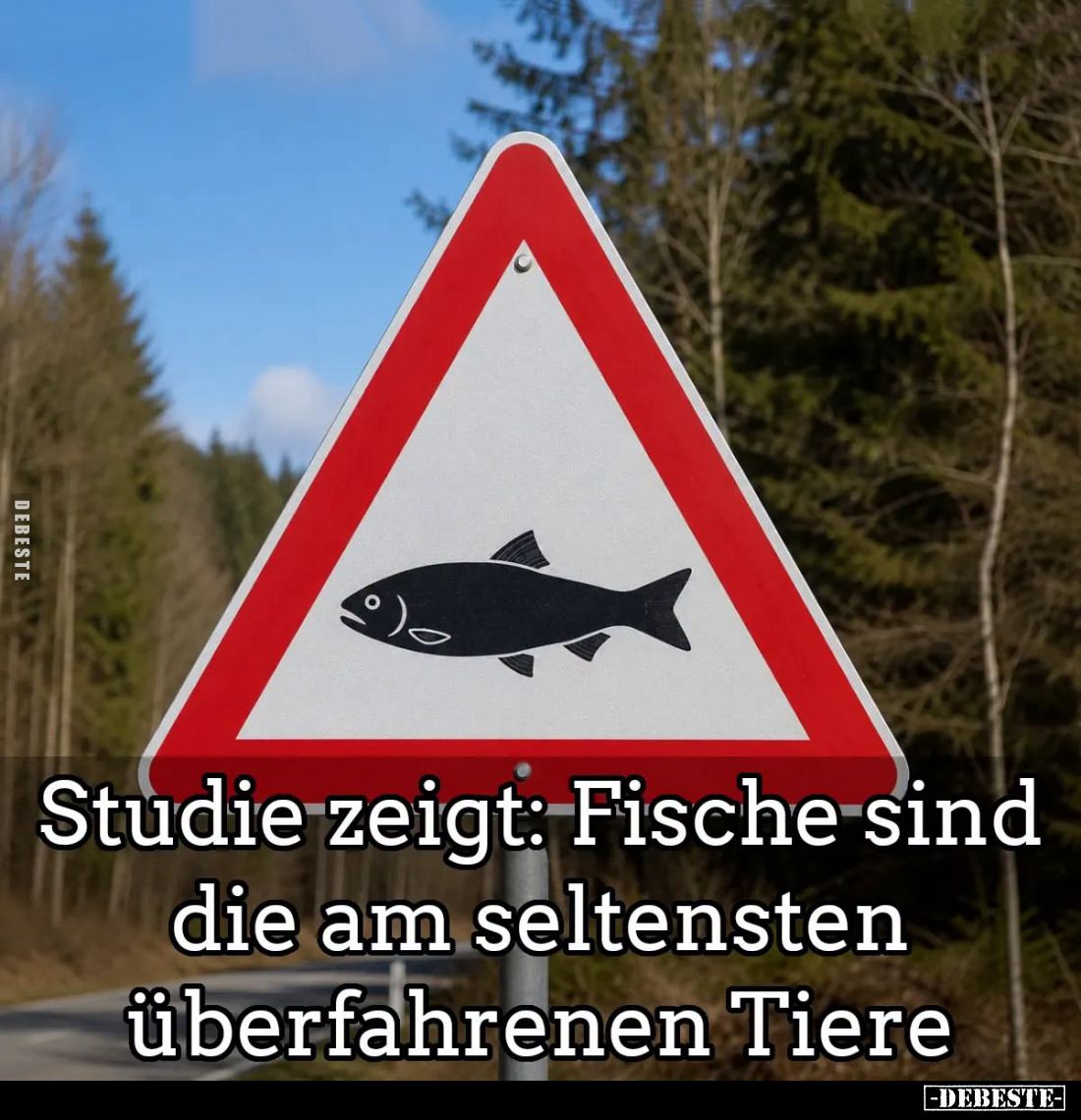 Studie zeigt: Fische sind die am seltensten überfahrenen Tiere.