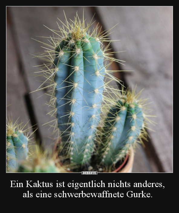 Ein Kaktus ist eigentlich nichts anderes.. - Lustige Bilder | DEBESTE.de