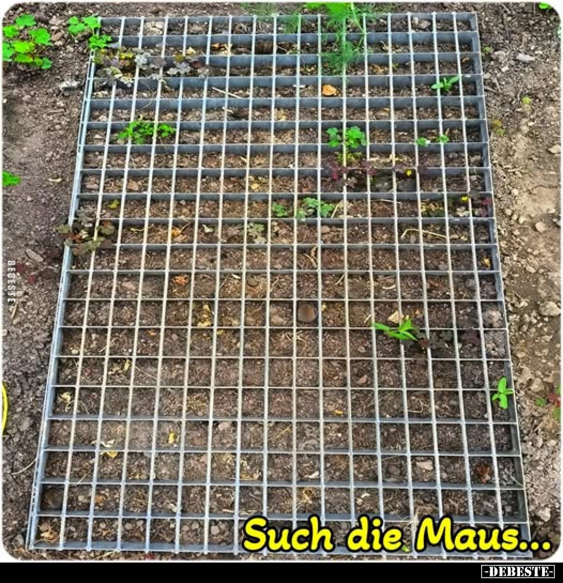 Such die Maus.