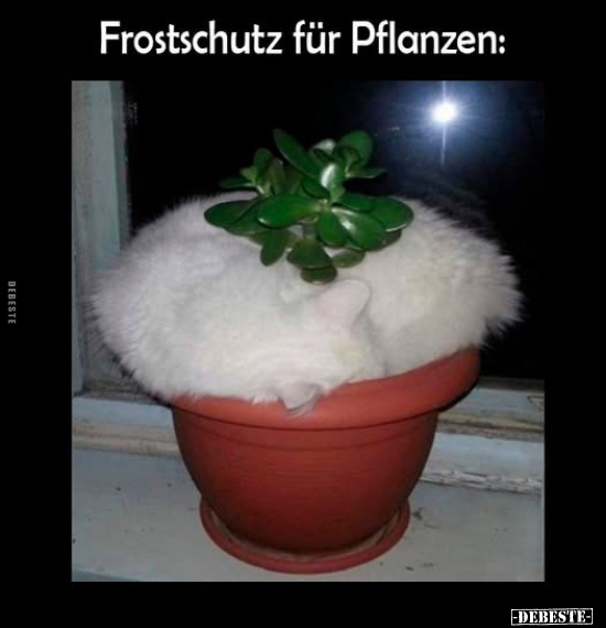 Frostschutz für Pflanzen.. - Lustige Bilder | DEBESTE.de