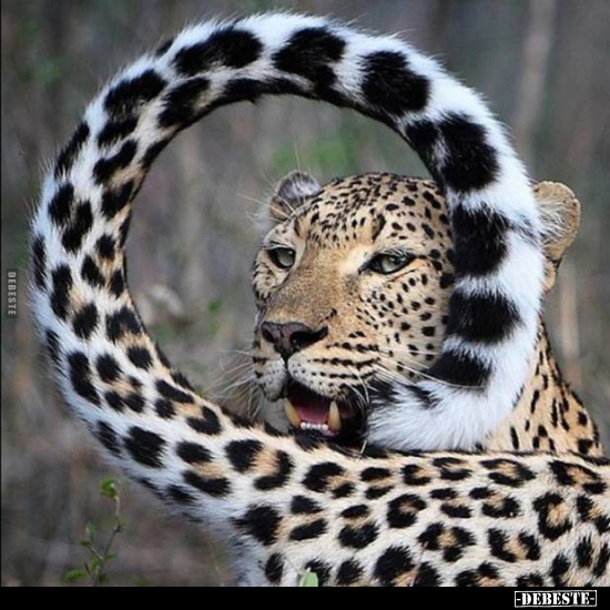  - Lustige Bilder | DEBESTE.de