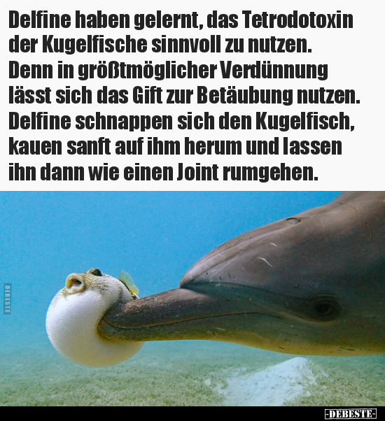 Delfine haben gelernt, das Tetrodotoxin der Kugelfische.. - Lustige Bilder | DEBESTE.de