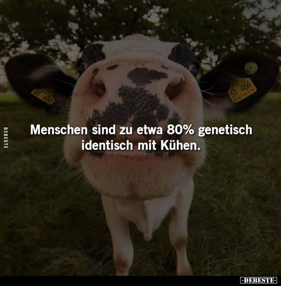Menschen sind zu etwa 80% genetisch identisch mit Kühen.