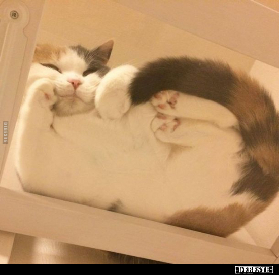  - Lustige Bilder | DEBESTE.de