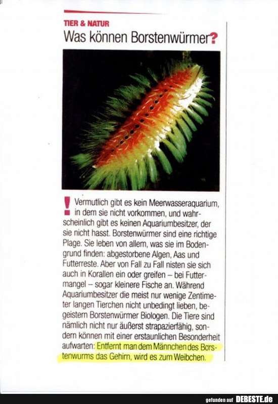 Was können Borstenwürmer? - Lustige Bilder | DEBESTE.de
