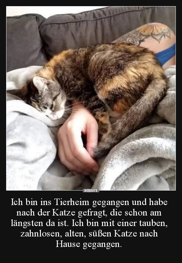 Ich bin ins Tierheim gegangen und habe nach der Katze.. - Lustige Bilder | DEBESTE.de