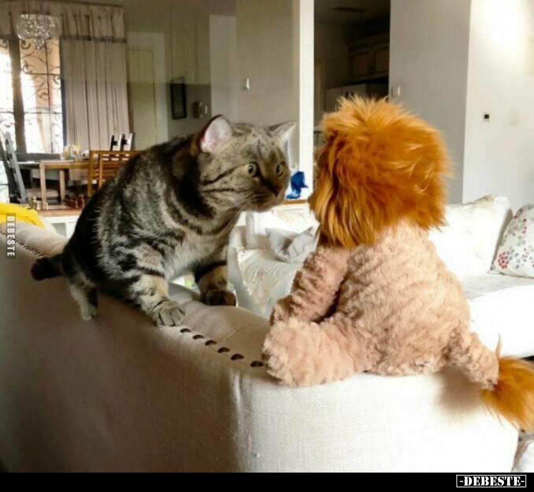  - Lustige Bilder | DEBESTE.de