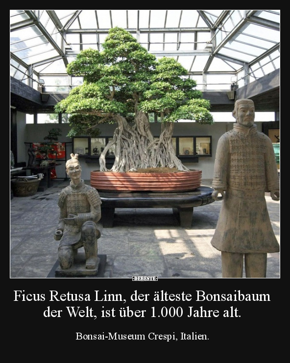 Ficus Retusa Linn, der älteste Bonsaibaum der Welt, ist.. - Lustige Bilder | DEBESTE.de