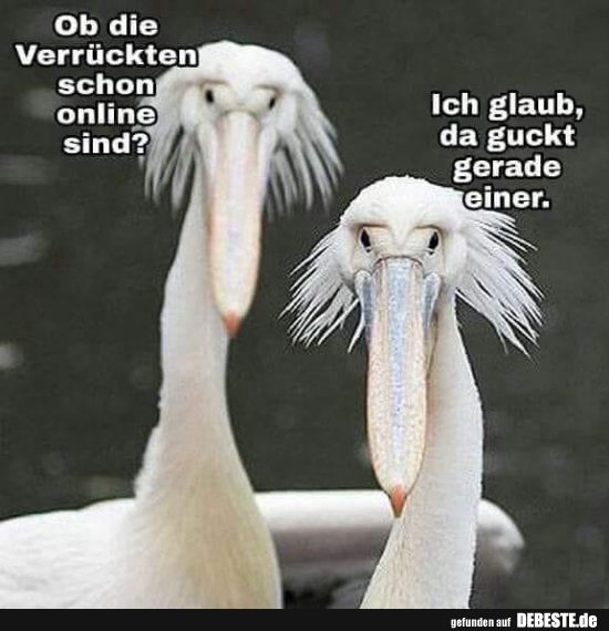 Ob die Verrückten schon Online sind? - Lustige Bilder | DEBESTE.de