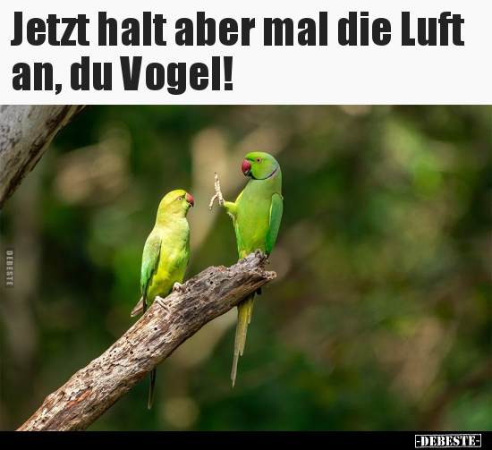 Jetzt halt aber mal die Luft an, du Vogel!.. - Lustige Bilder | DEBESTE.de