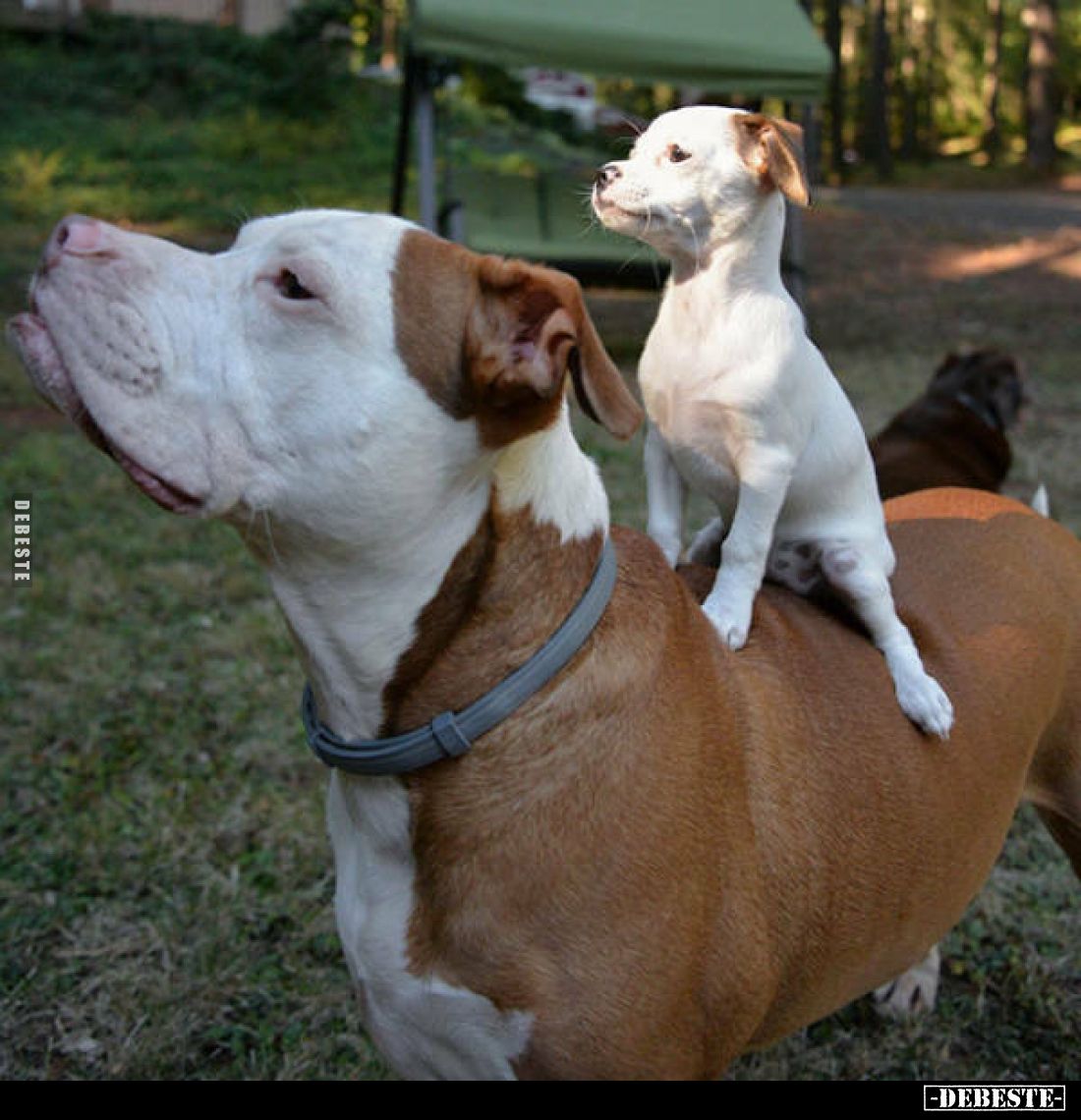  - Lustige Bilder | DEBESTE.de