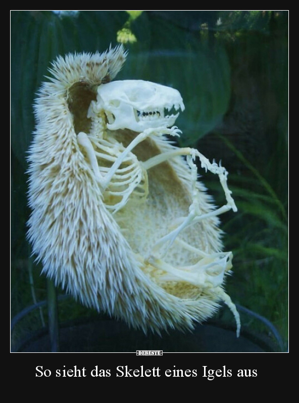 So sieht das Skelett eines Igels aus.. - Lustige Bilder | DEBESTE.de