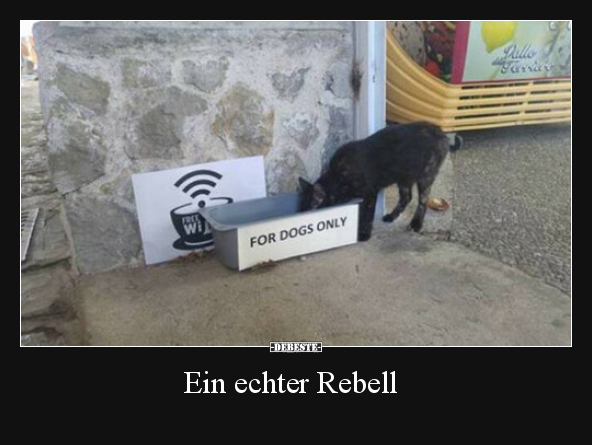 Ein echter Rebell.. - Lustige Bilder | DEBESTE.de