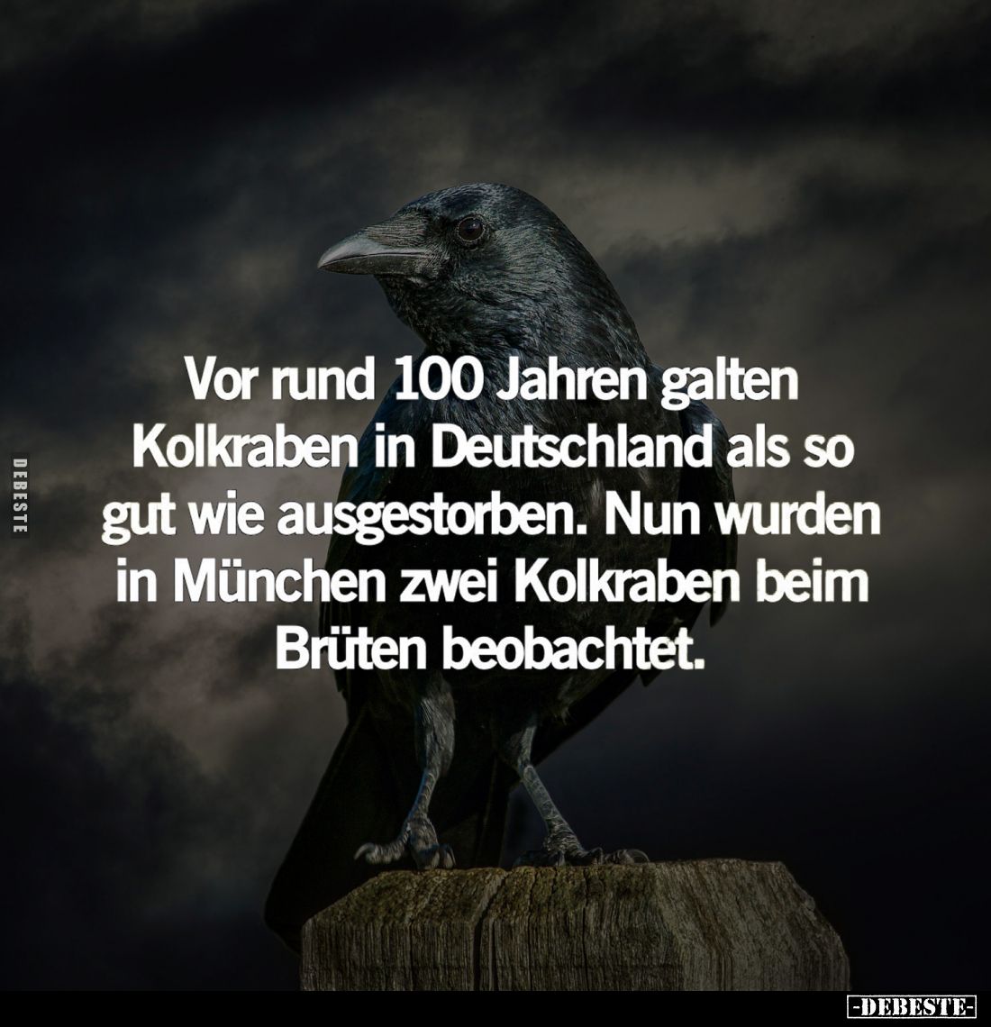 Vor rund 100 Jahren galten Kolkraben... - Lustige Bilder | DEBESTE.de