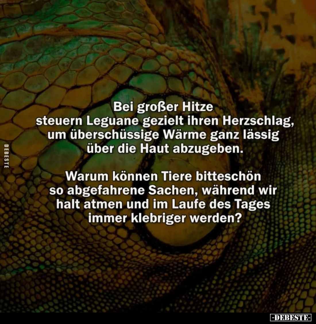 Bei großer Hitze steuern Leguane gezielt ihren Herzschlag.. - Lustige Bilder | DEBESTE.de