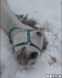 Ein Pferd, das denkt, es sei ein Hund.. - Lustige Bilder | DEBESTE.de