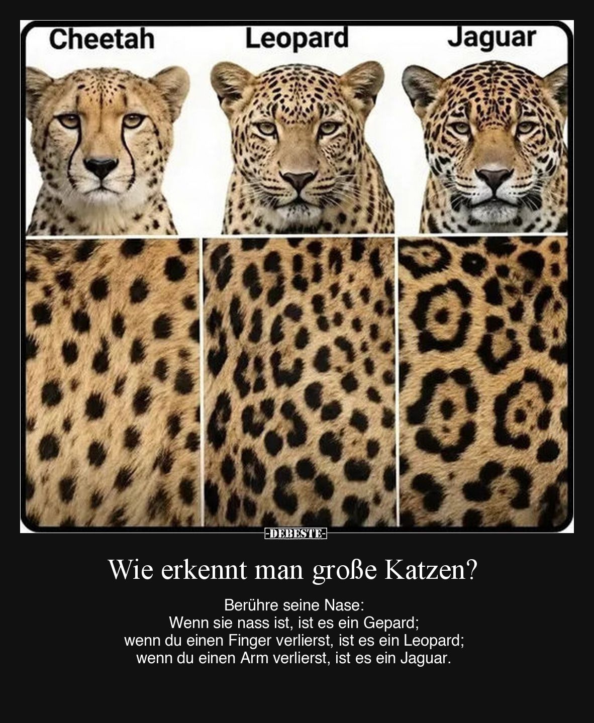 Wie erkennt man große Katzen?
Berühre seine Nase:
Wenn sie nass ist, ist es ein Gepard;
wenn du einen Finger verlierst...