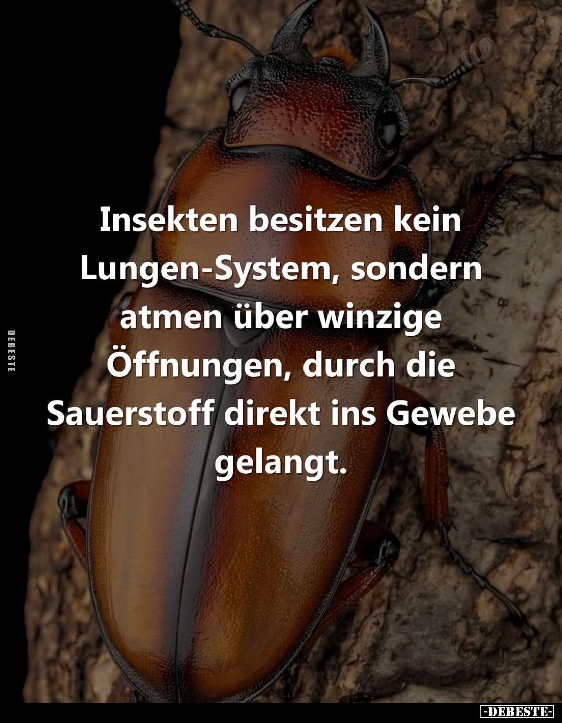 Insekten besitzen kein Lungen-System, sondern atmen über winzige Öffnungen, durch die Sauerstoff direkt ins Gewebe gelangt.