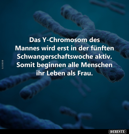Das Y-Chromosom des Mannes wird erst in der fünften.. - Lustige Bilder | DEBESTE.de