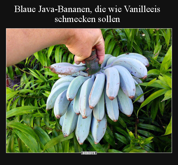 Blaue Java-Bananen, die wie Vanilleeis schmecken sollen.. - Lustige Bilder | DEBESTE.de