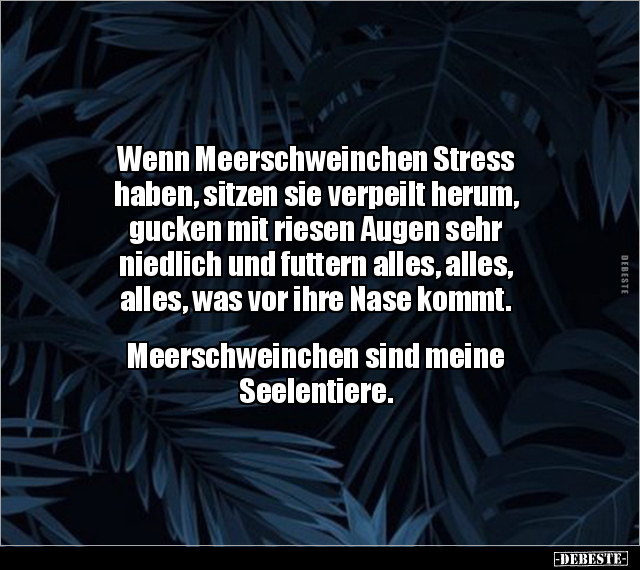 Wenn Meerschweinchen Stress haben, sitzen sie verpeilt.. - Lustige Bilder | DEBESTE.de
