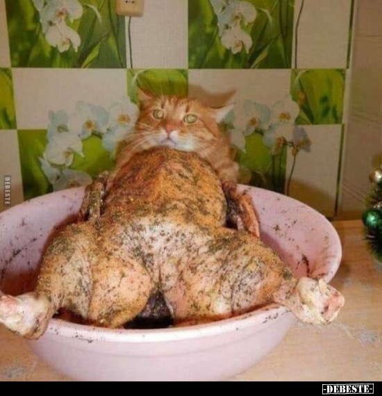  - Lustige Bilder | DEBESTE.de