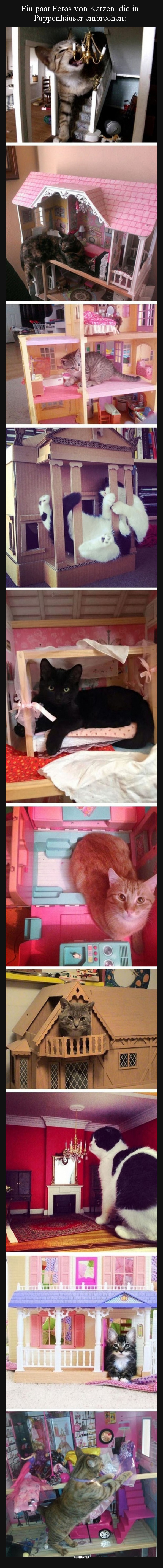 Ein paar Fotos von Katzen, die in Puppenhäuser.. - Lustige Bilder | DEBESTE.de