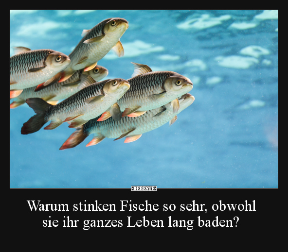 Warum stinken Fische so sehr, obwohl sie ihr ganzes Leben.. - Lustige Bilder | DEBESTE.de