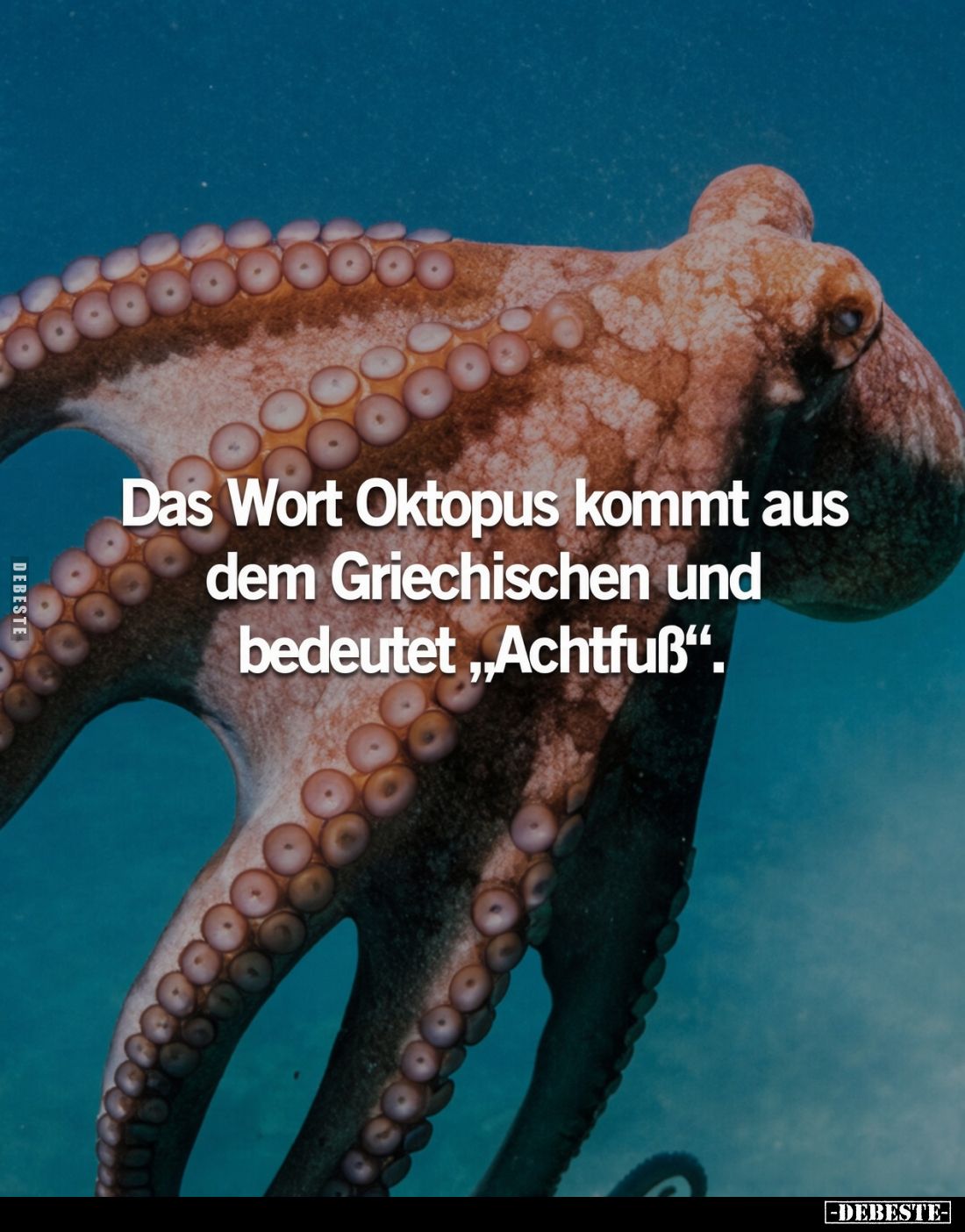 Das Wort Oktopus kommt aus dem Griechischen und bedeutet „Achtfuß“.